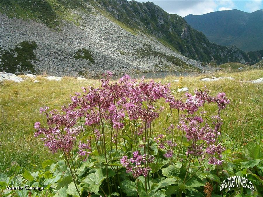 15° Fiori sul lago.jpg